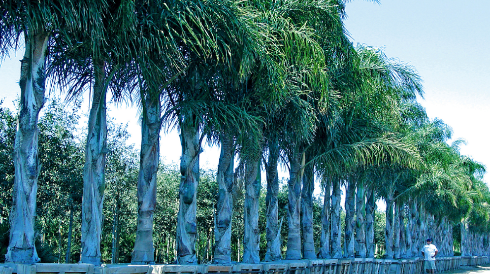 Pictures for Big Tex Trees Nurseries in Houston, TX 77079 Gardening